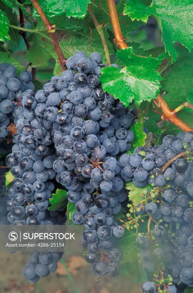 The dark merlot and cabernet grapes on the vine in Bordeaux region of France