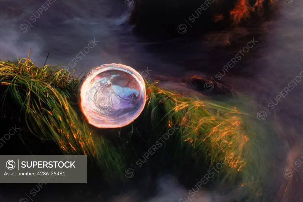 Abalone shell on grass covered rocky shore reflecting sunset light