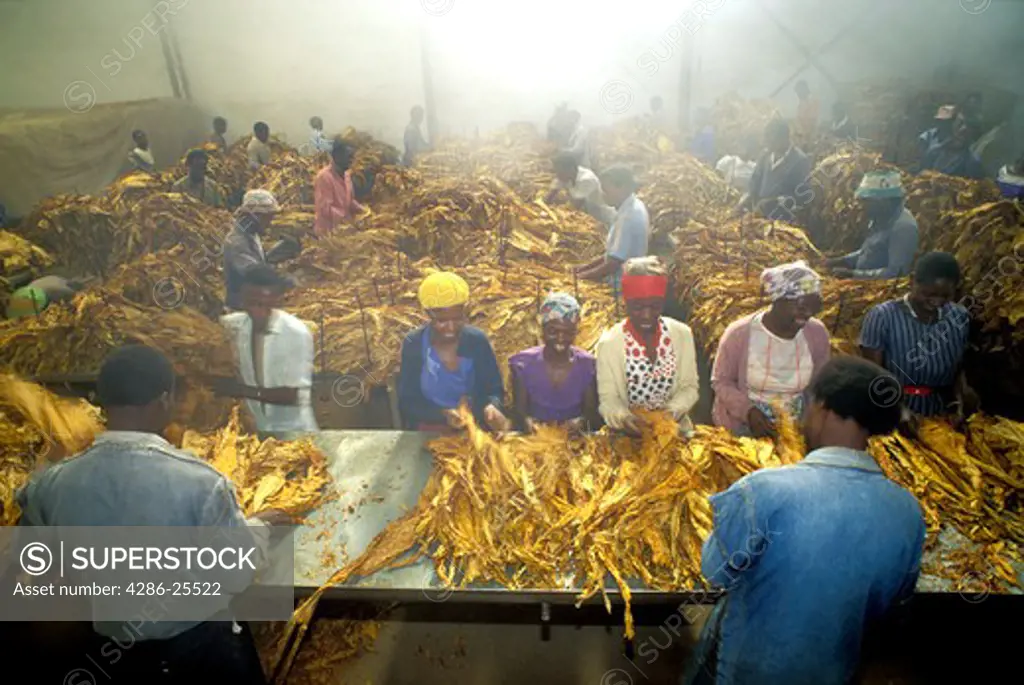 Tobacco leaves being graded and bundled in Zimbabwe curing house