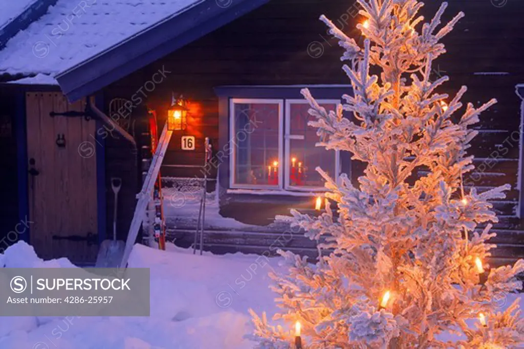Mountain cabin under snow in Dalarna Sweden with Christmas lights on tree