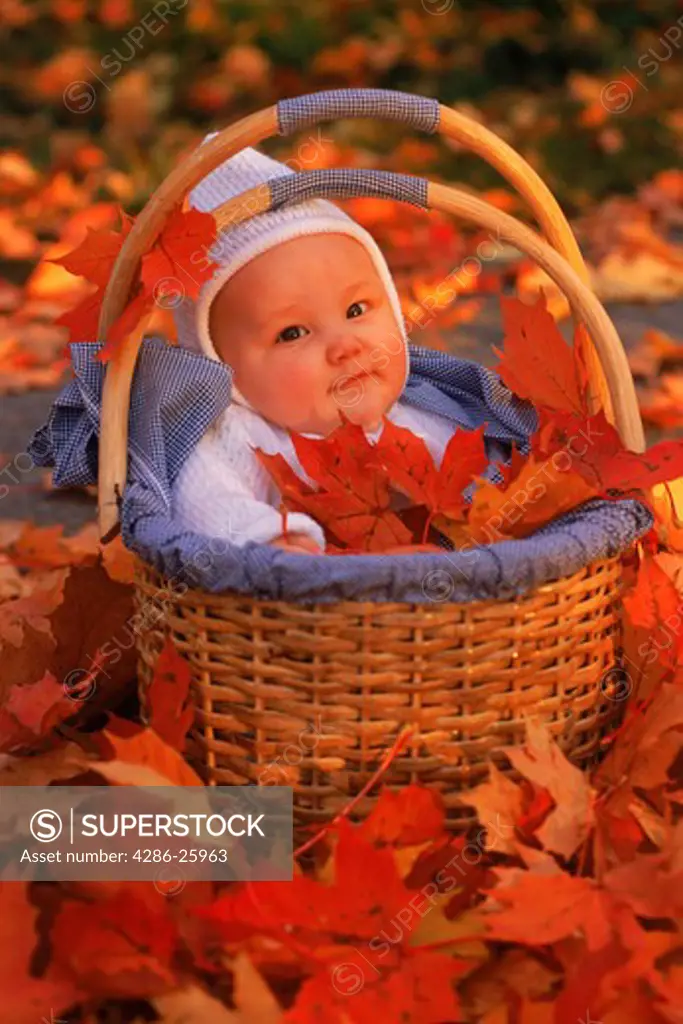 Baby in a basket amid colorful autumn leaves