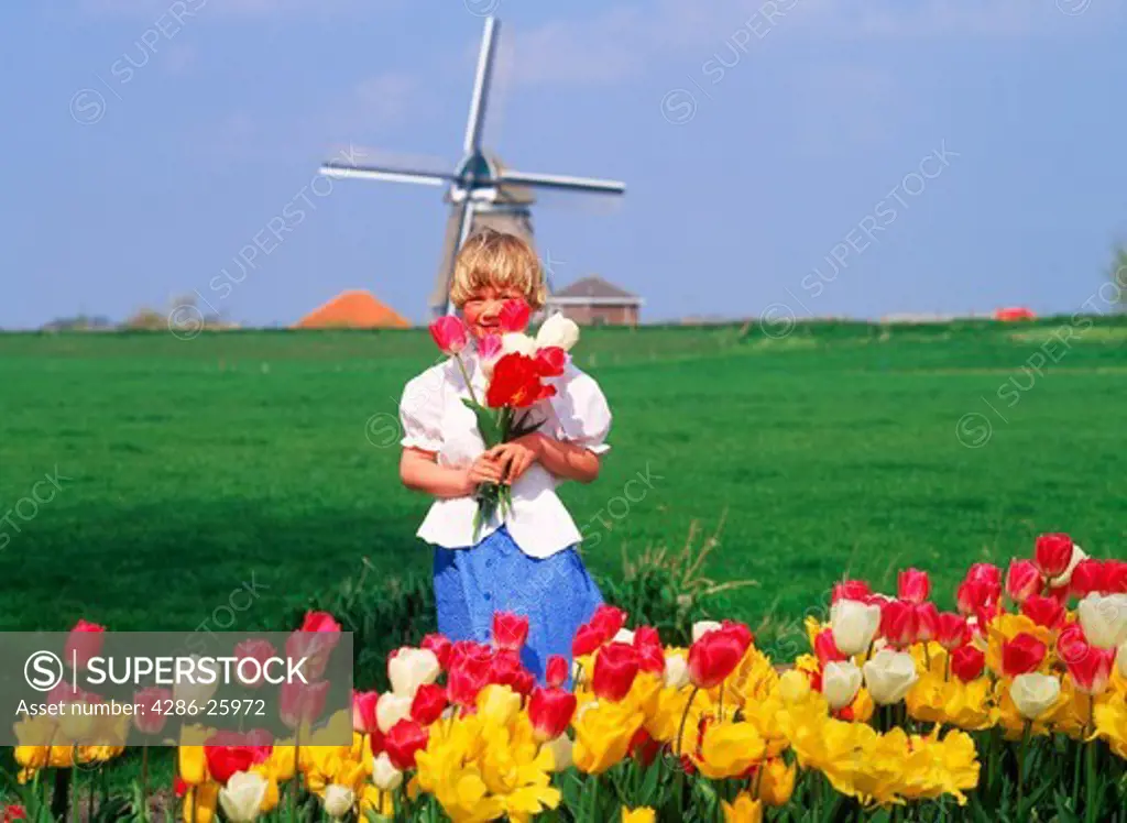 Dutch girl with tulips on farm in Holland with windmill