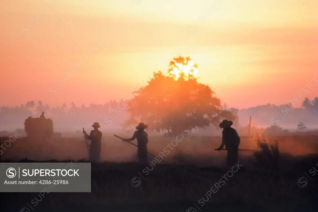 Row of workers tossing rice stalks at sunrise in Burma