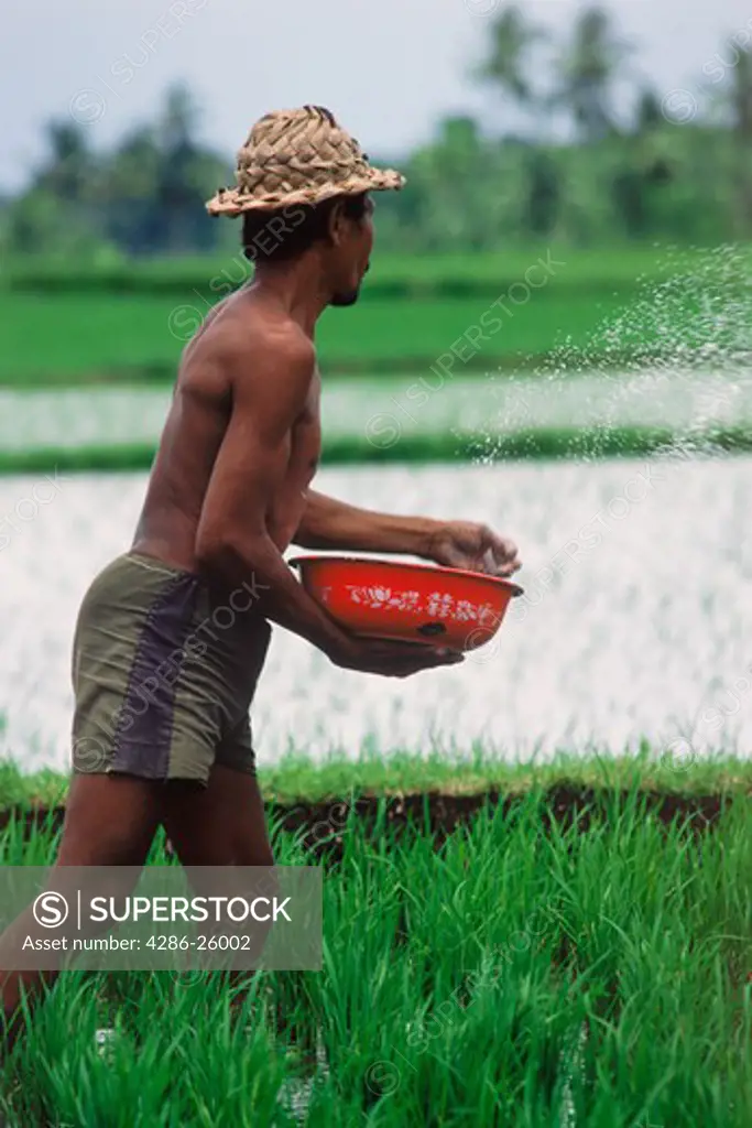 Man with hat and basket casting alkali into rice paddy on Bali
