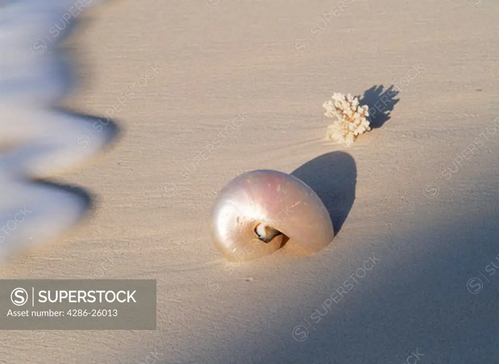 Nautilus shell on wave swept sandy shore