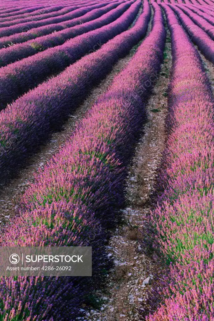 Rows of lavender in Provence