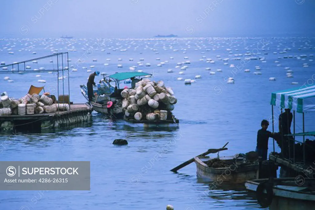 Oyster farming in Pacific Ocean near Chungmu in South Korea