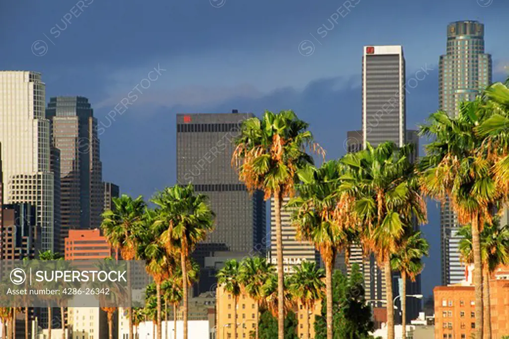 Palm trees surrounding Los Angeles in sunset light