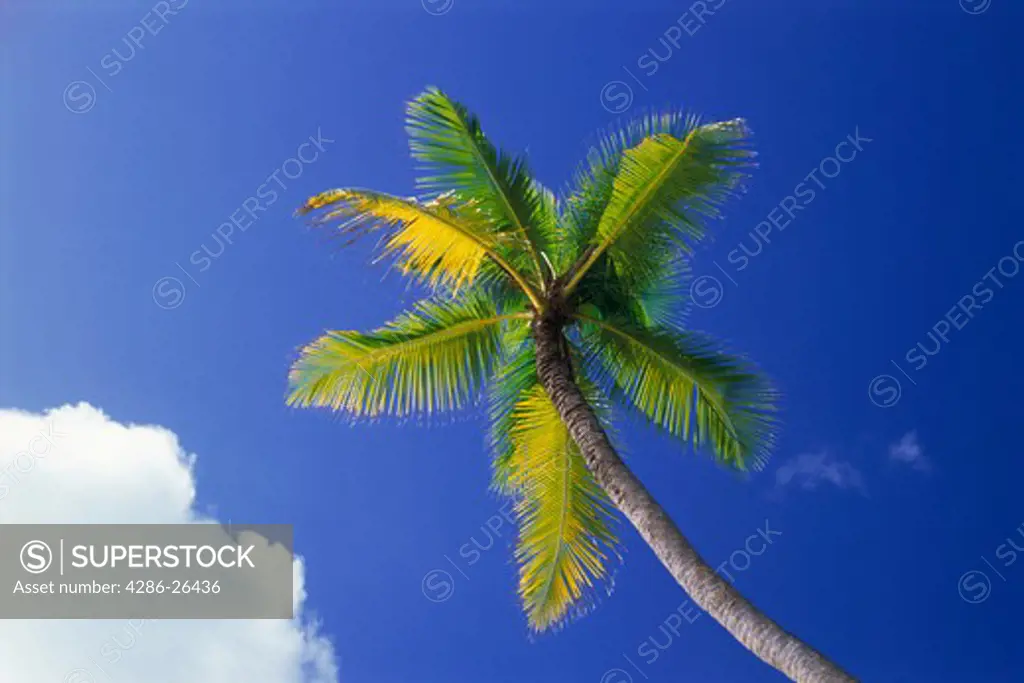 One palm tree against blue sky with cloud