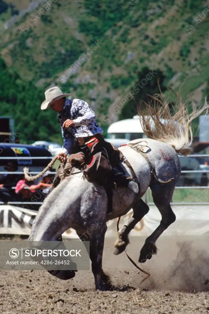 Man riding white bronco in rodeo