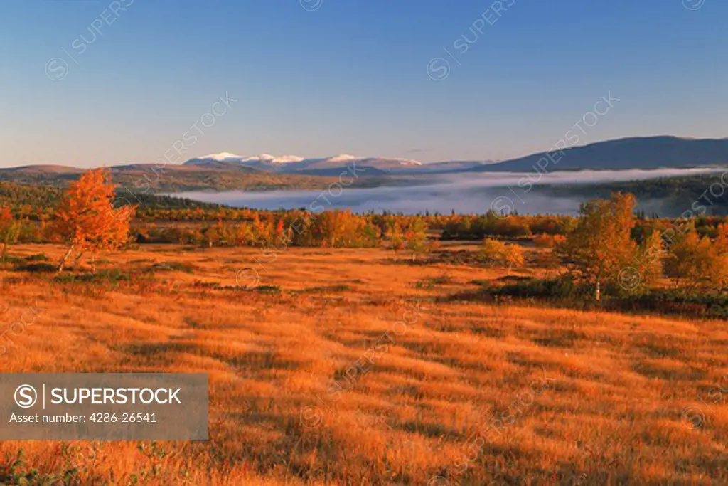 Autumn colors in moutains of Northern Sweden at sunrise