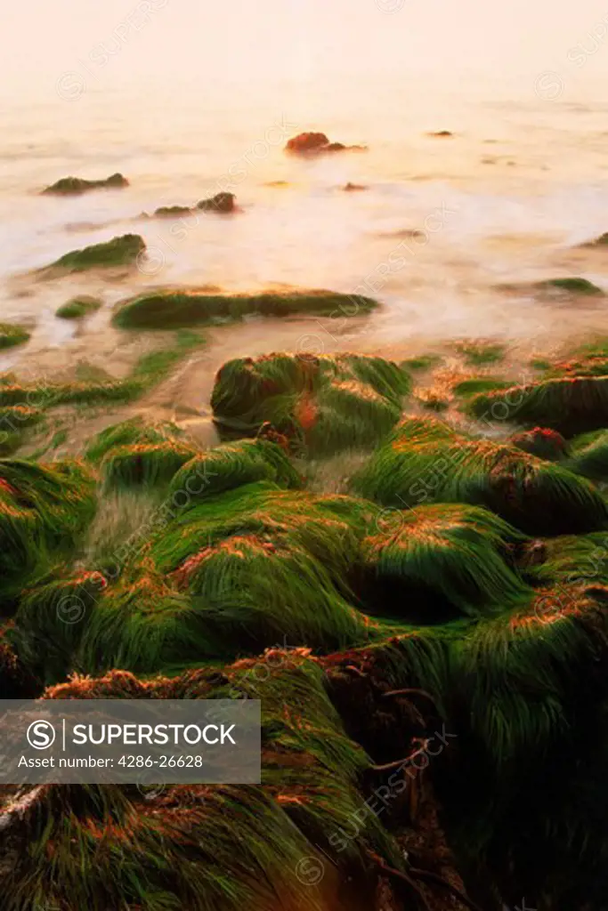 Green seagrass flowing over rocks at low tide along Pacific Coast