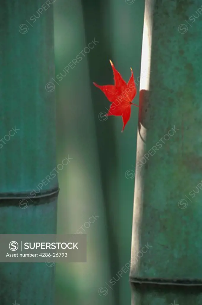 Single red leaf in autumn amid bamboo trees in Japan