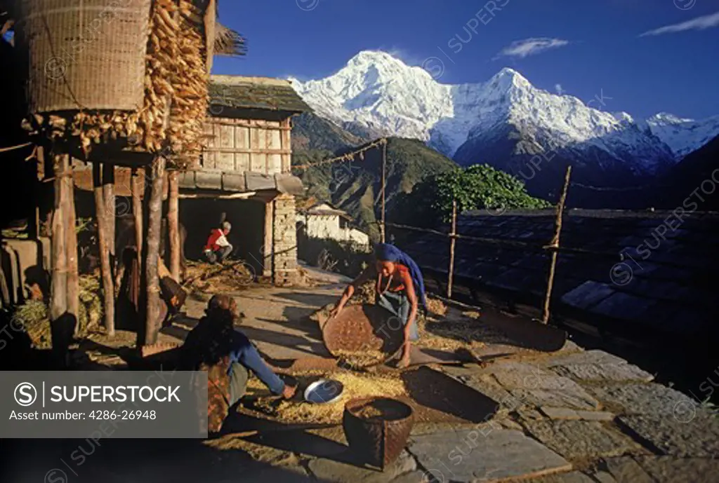 Women chaffing grain in village of Ghandruk below Annapurnas in Nepal at sunirse 