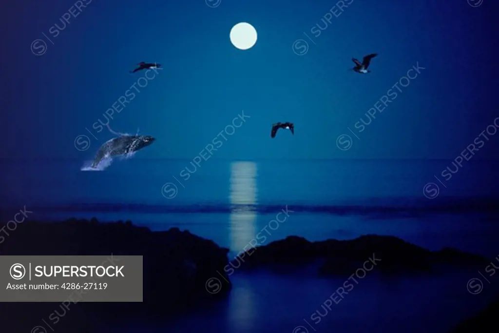 Humpback whale breaching under full moon and passing pelicans along Pacific Coast