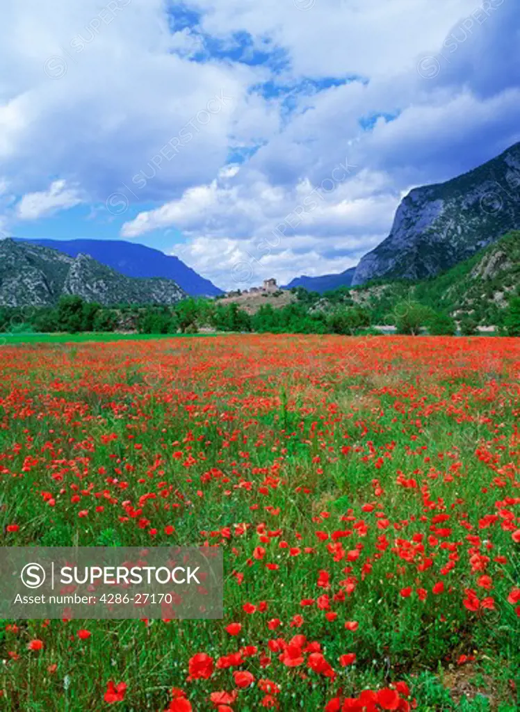 Spanis village of Coll de Nargo above field of red poppies in Catalonia in Pyrenees