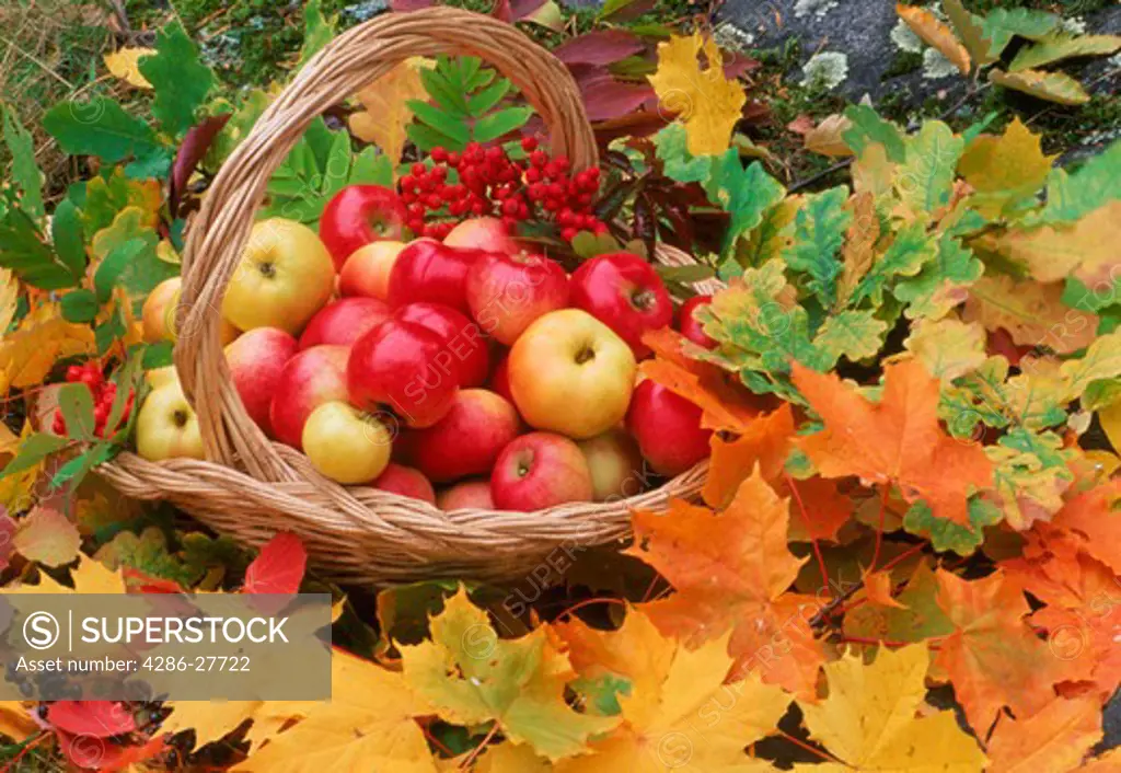 Apples in basket on fallen autumn leaves