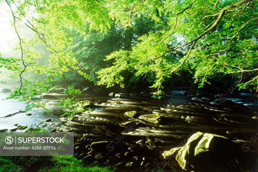 Deveron River and foliage in sunset light near Huntly Castle in Scotland