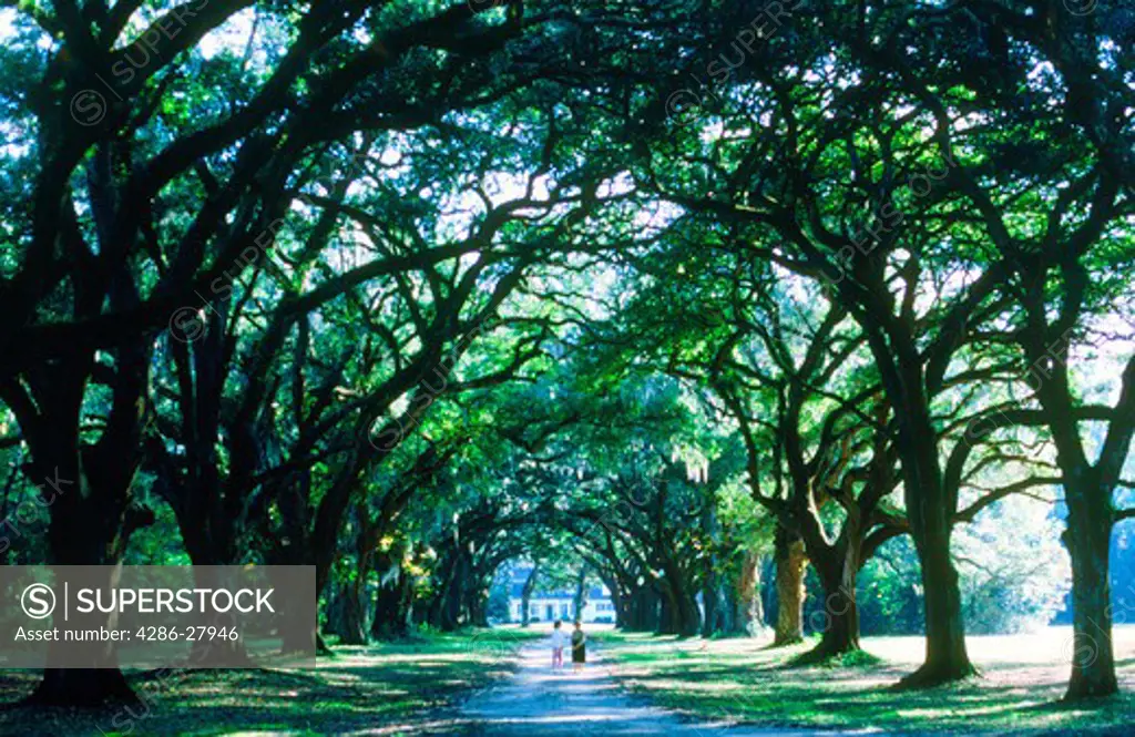 Lane of oak trees with hanging Spanish moss at The Oakland Plantation  in South Carolina near Charleston