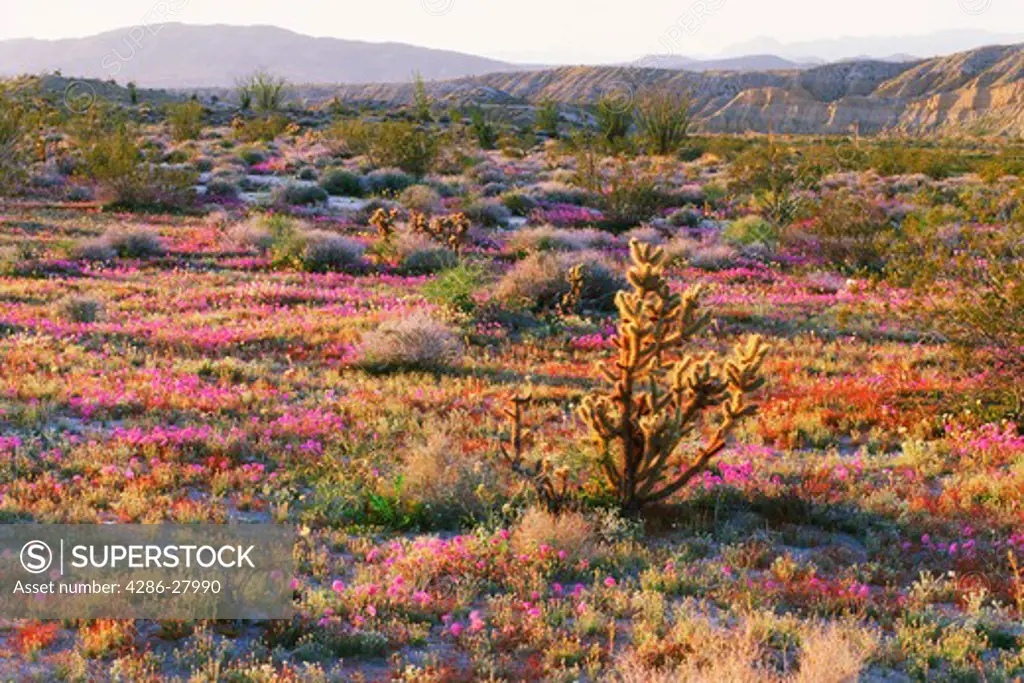 Anza-Borrego desert scenic in spring with Teddybear cactus, Cholla and Sandverbenas in blossom