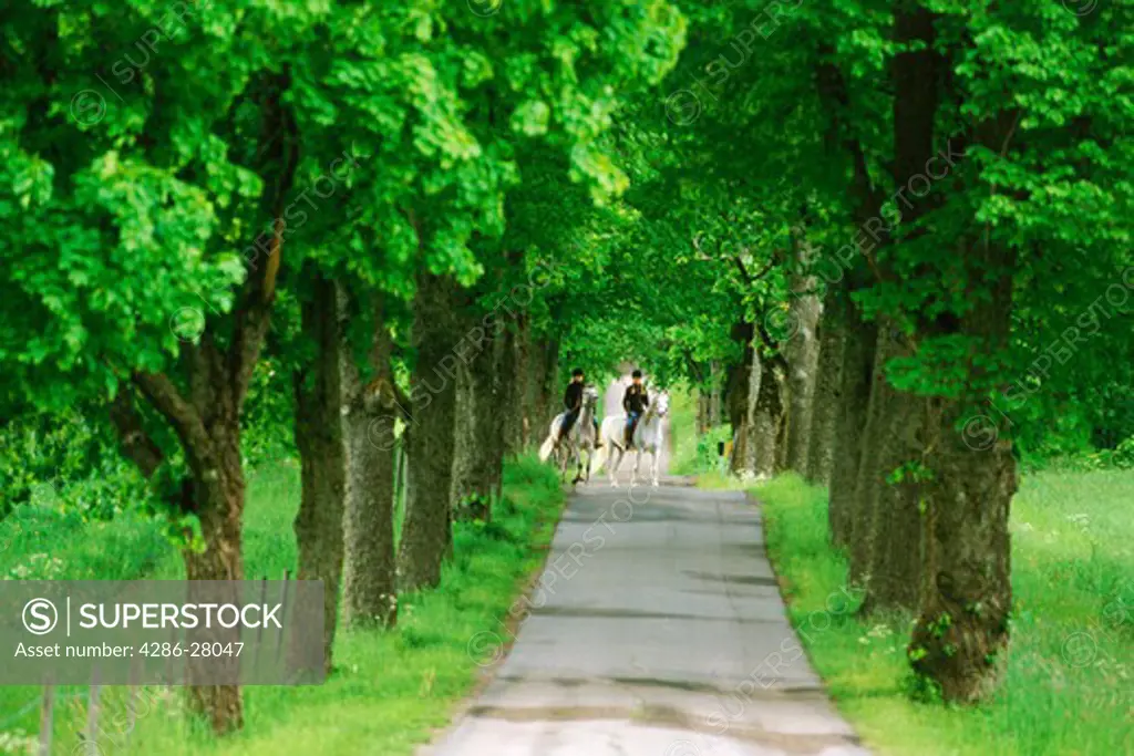 Horse back riding on tree-lined country road in Sweden