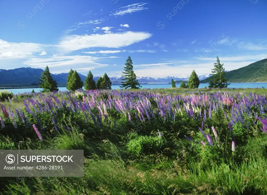 Colorful lupins in Southern Alps on Lake Tekapo on South Island of New Zealand
