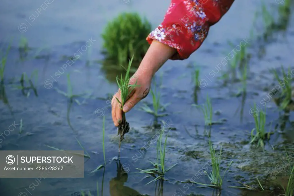 Close up of hand planting stalks in rice paddy