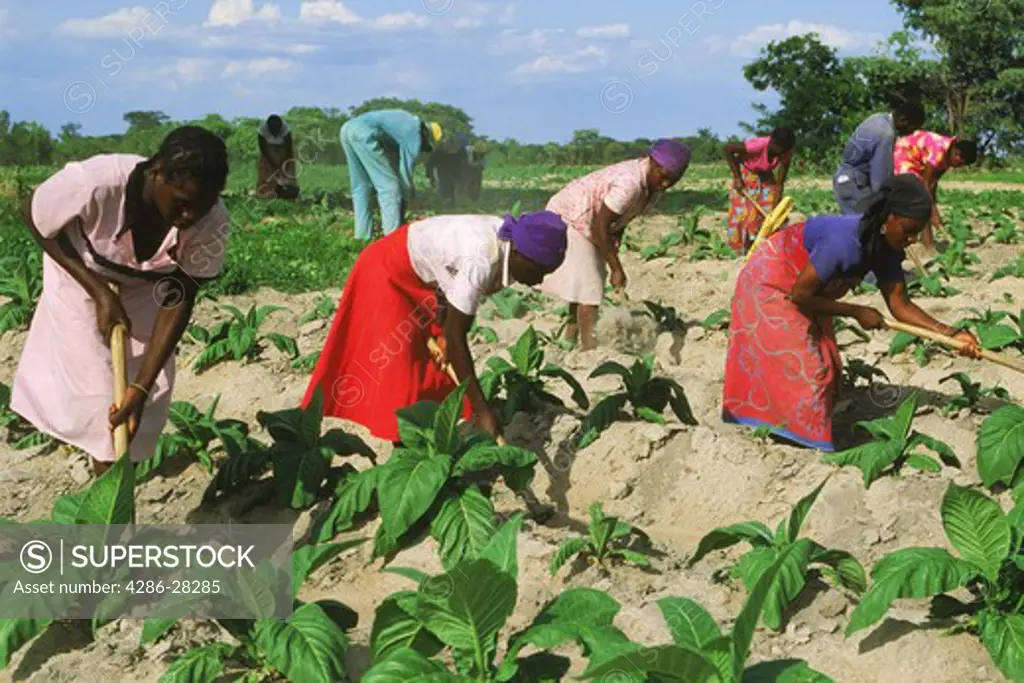 African women amid rows of tobacco plants on plantation in Zimbabwe