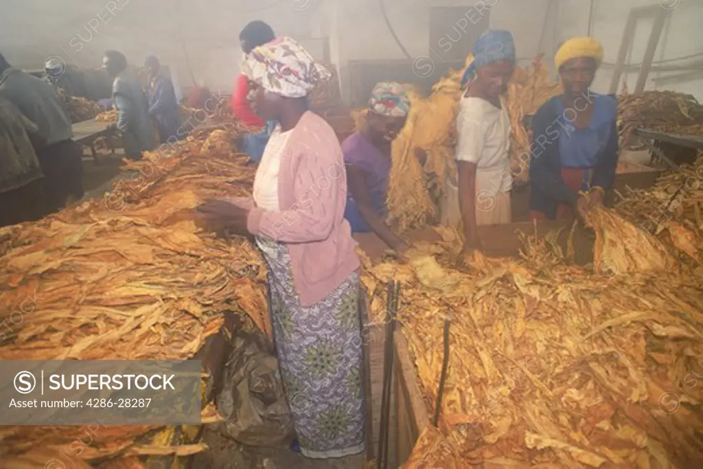 Curing house for grading and sorting and weighing tobacco leaves in Zimbabwe