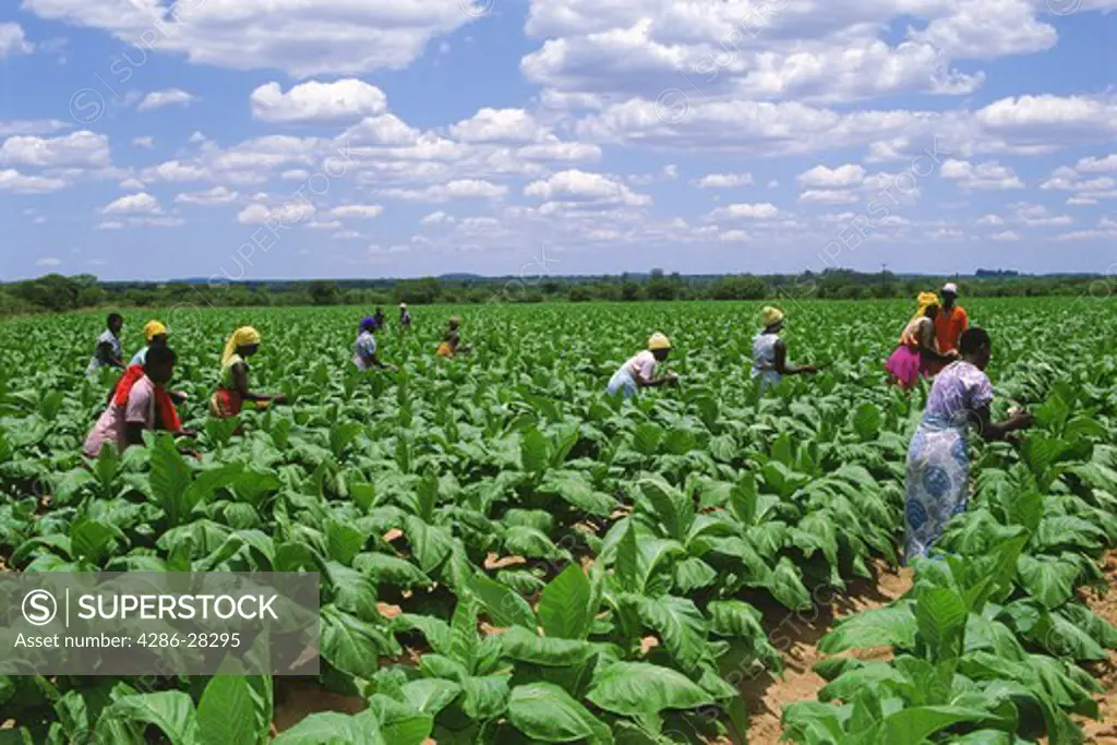 African women amid rows of tobacco plants on plantation in Zimbabwe