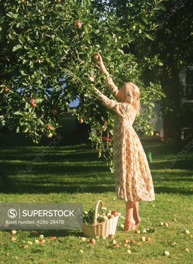 Swedish girl at country house picking apples from tree