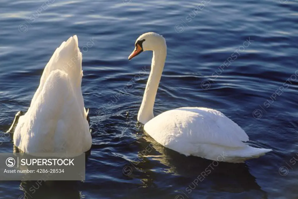 Courtship display between male and female Mute Swans (Cygnus Olor) Butt to bill mating ceremony