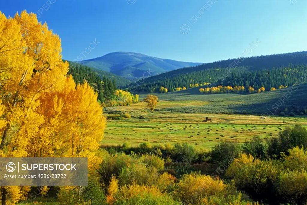 Aspen trees and farmlands in autumn at Buena Vista,  Colorado