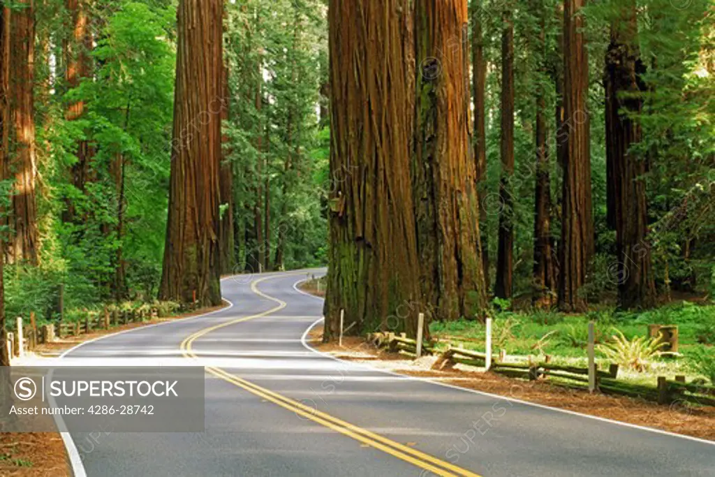 Highway 101 winding through Redwood Forest in Northern California