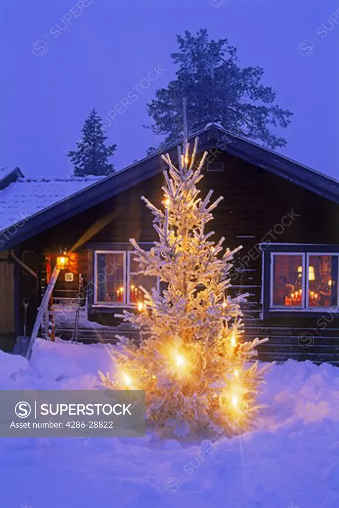Tree laden with fresh fallen snow and Christmas lights in front of mountain cabin