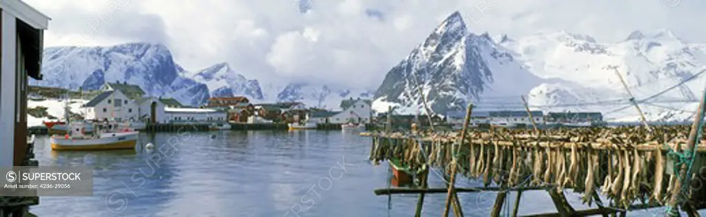 Stock fish drying on racks with fishing boats at village of Hamnoy on Moskenes Island in Lofotens  Northern Norway