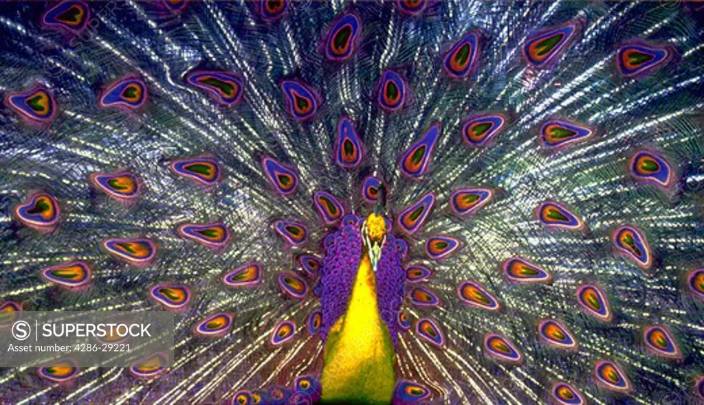 Peacock, purple and yellow effect