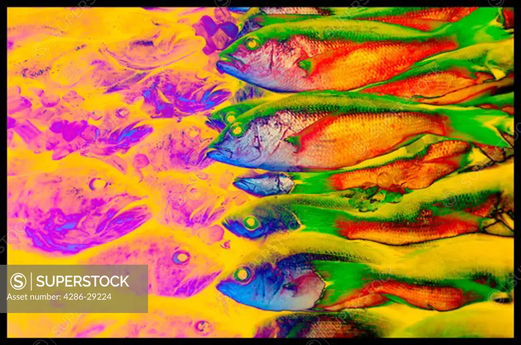 Graphic image of colorful fish.