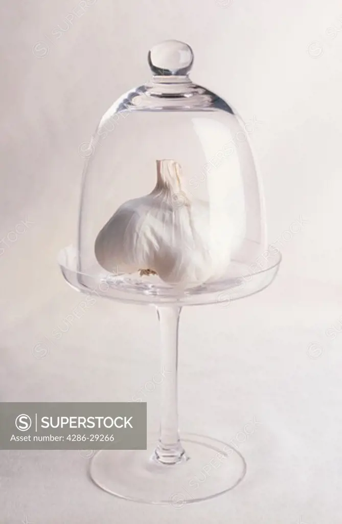 Still life portrait of a garlic bulb on a serving glass covered by another glass. 