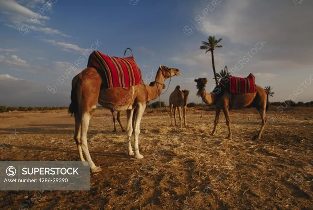 Camel train at rest:  Merrakesh, Morocco.  9,000 plus total Africa & Middle East file.