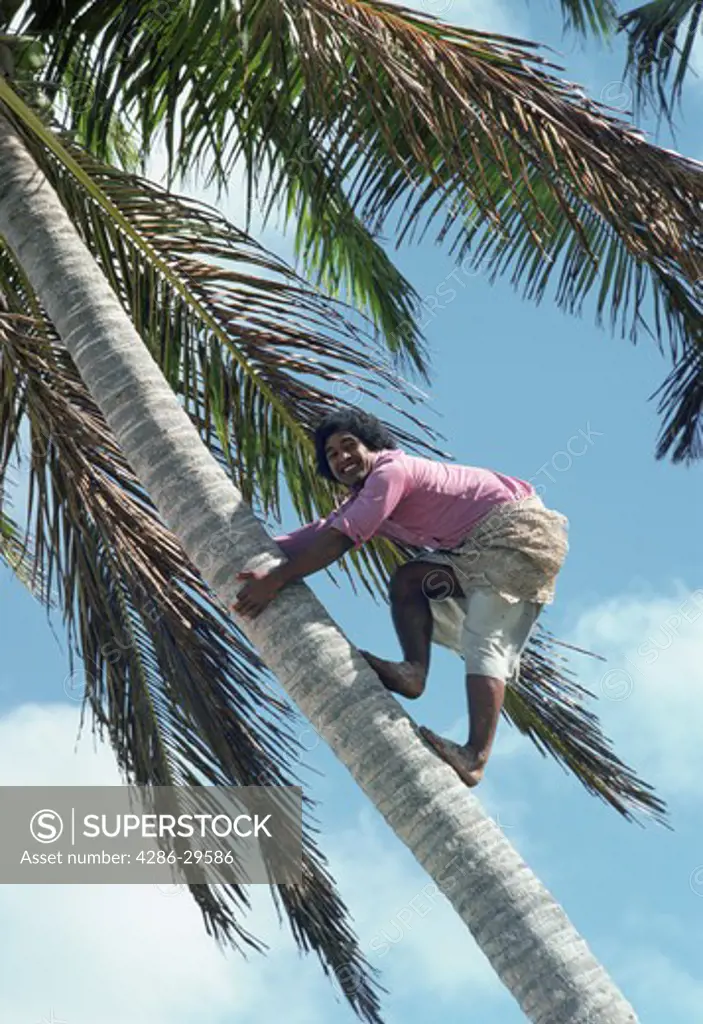 Coconut tree climber, Tonga