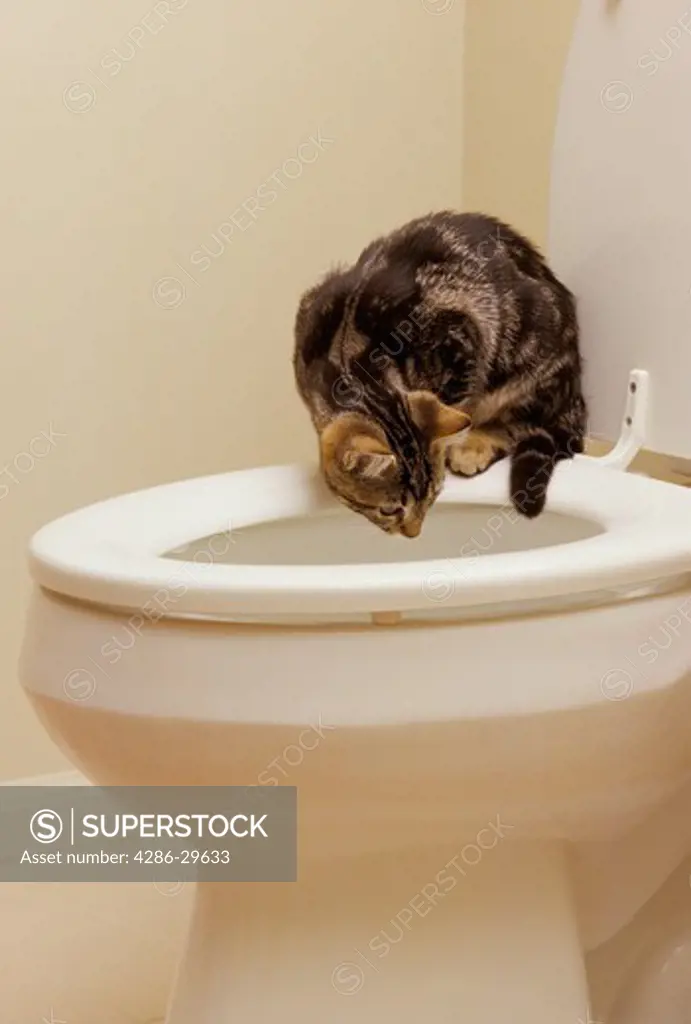 Four-month old tabby kitten sits on a toilet seat and peers into the water.