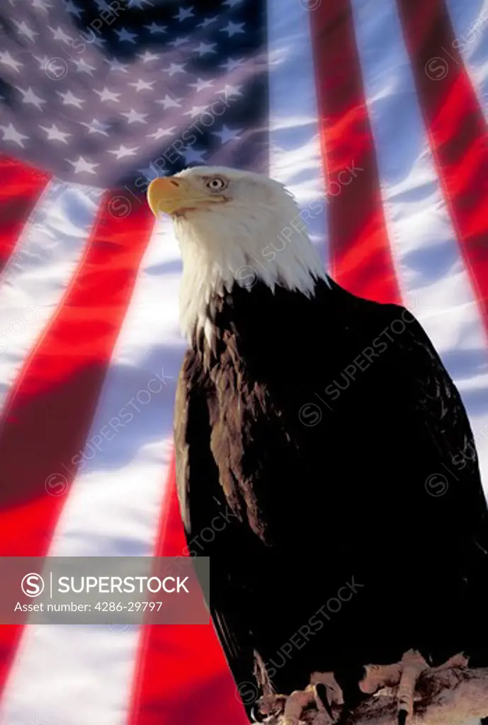 Computer montage of an American Eagle standing in front of an American Flag.