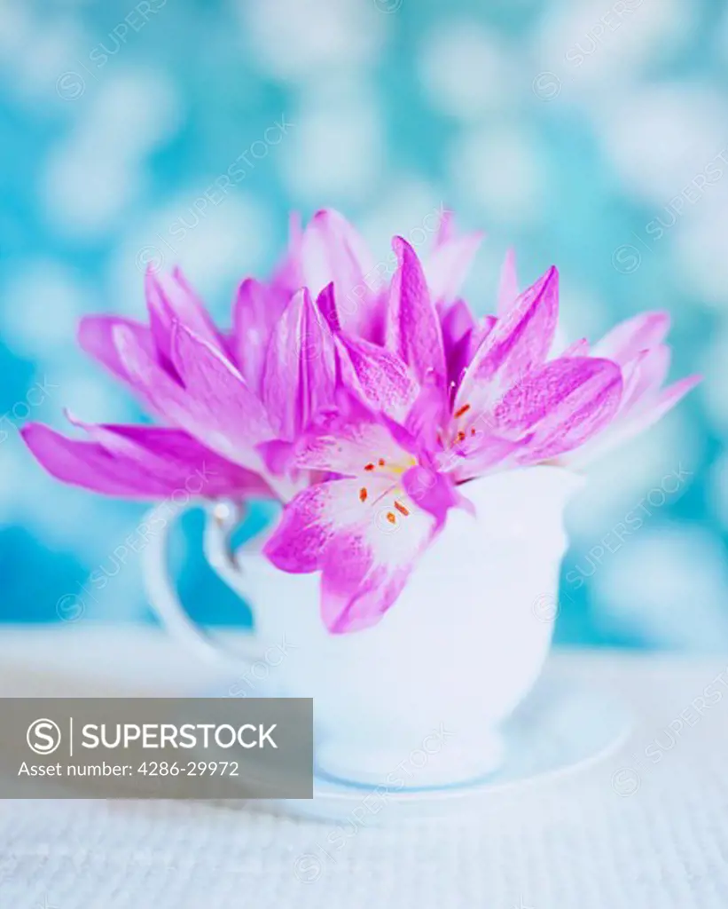 Flowers in a tea cup
