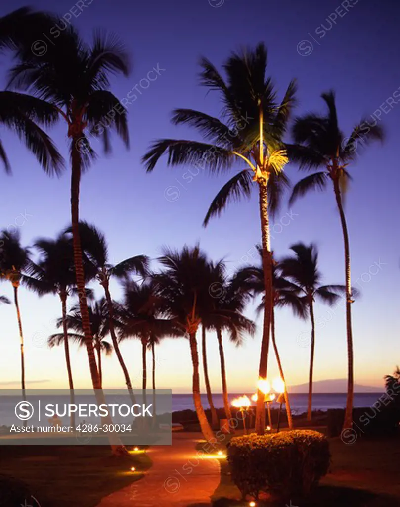 Palm trees and beach Wilea, Maui, Hawaii