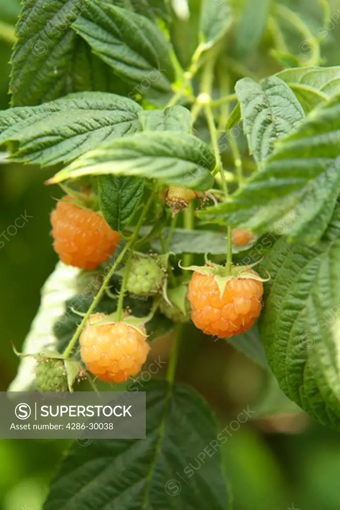 Golden raspberries