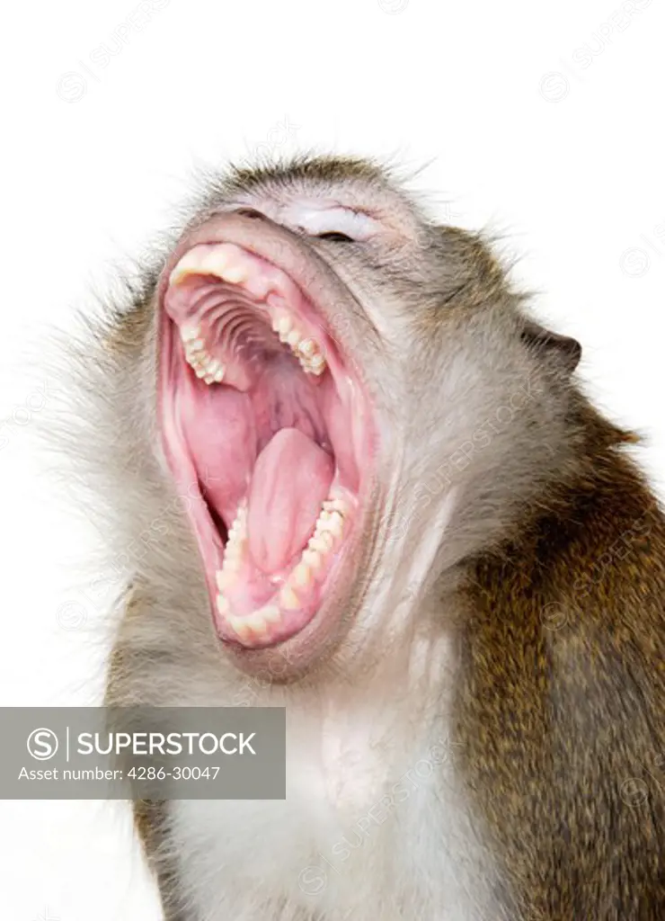 Java Macaque Monkey