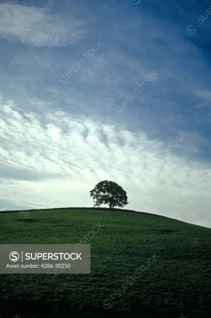 Lone tree newar Horton in Ribbonsdale, Yorkshire Dales National Park, England.