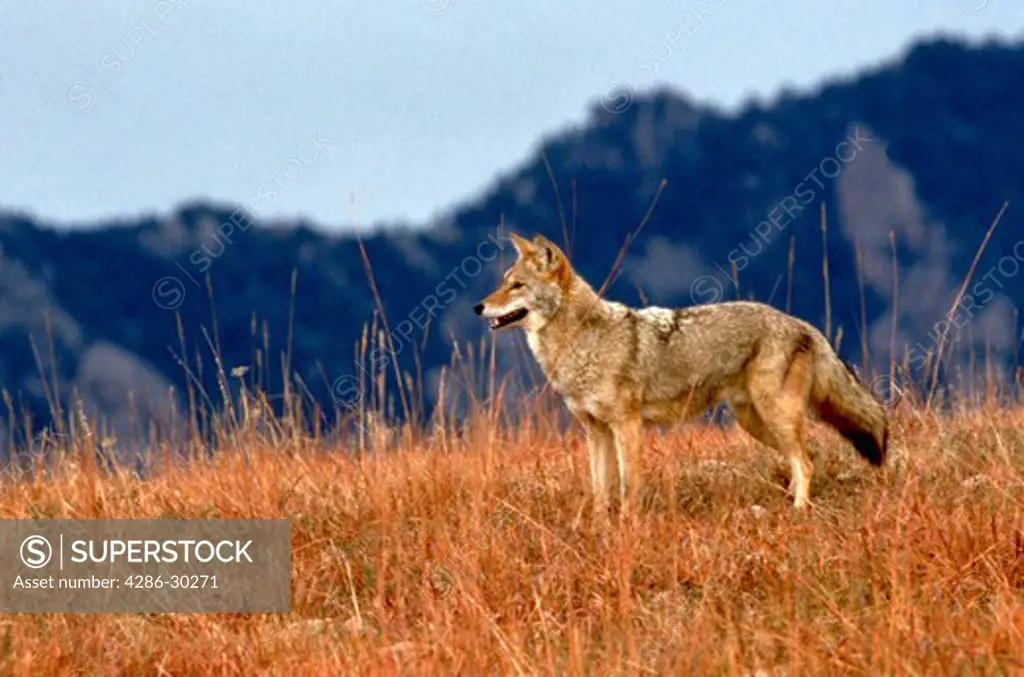 Coyote.  Canis latrans.