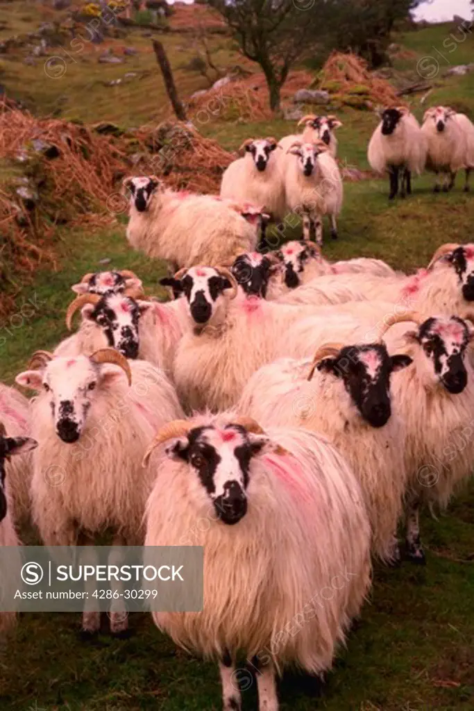 Herd of sheep, Beara Peninsula, Ireland.